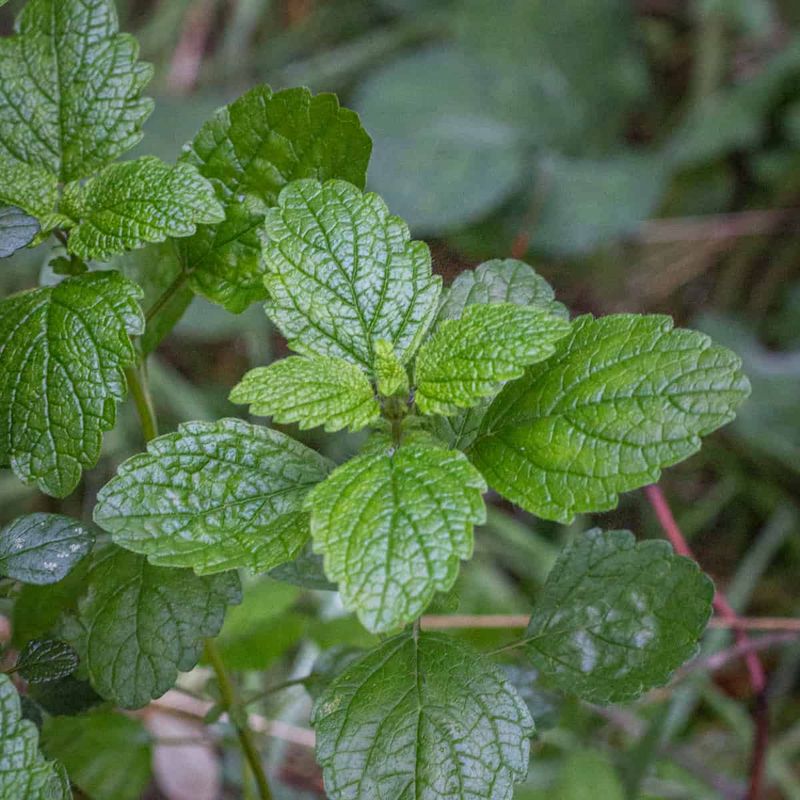 Lemon Balm