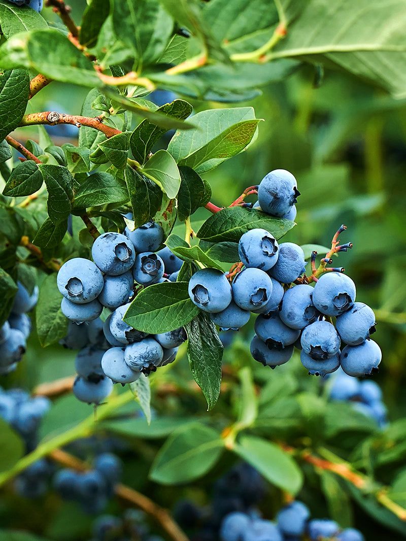 Blueberries, A Fruit That Shines In Every Season