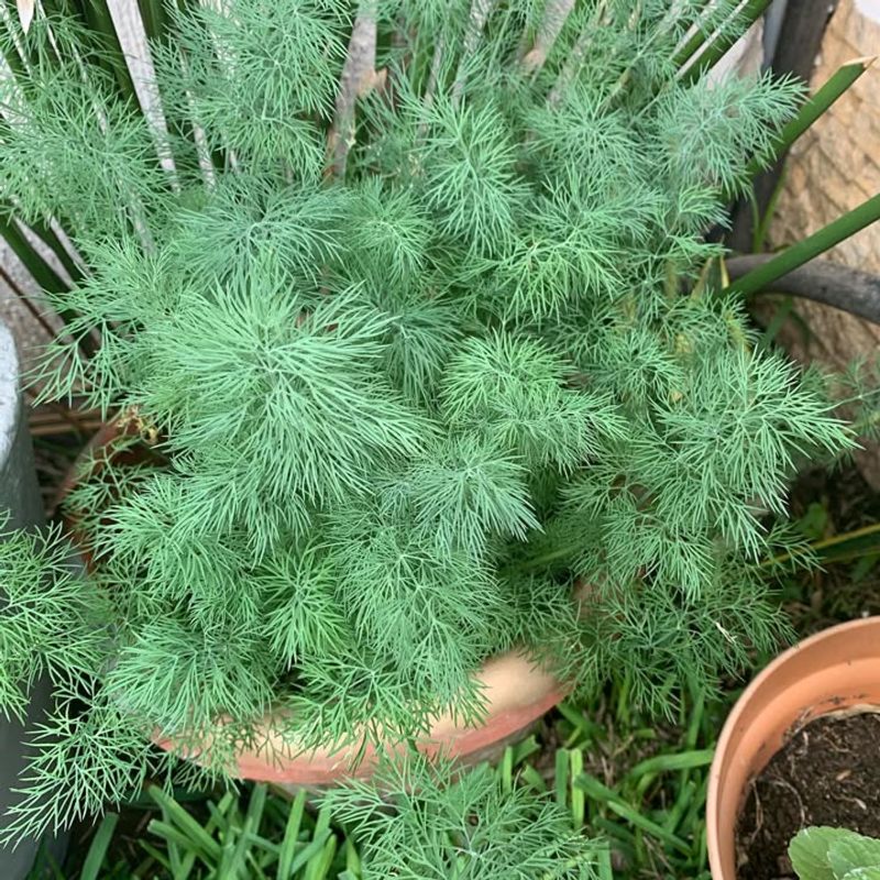 Dill Attracts Helpful Predatory Insects
