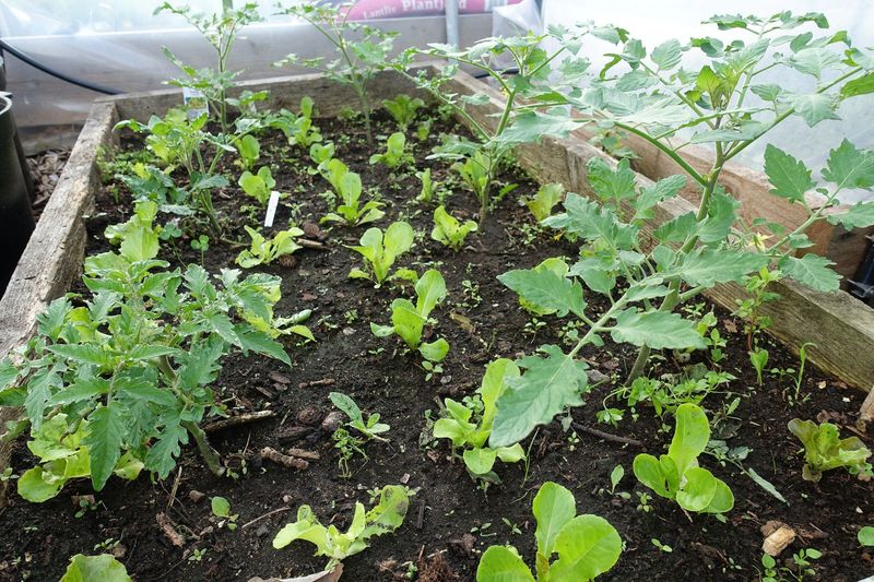 Lettuce Makes A Cool Season Underplanting Option