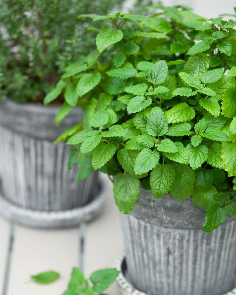 Mint Comes Back Strong And Fills In Fast