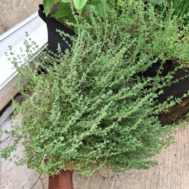 Thyme