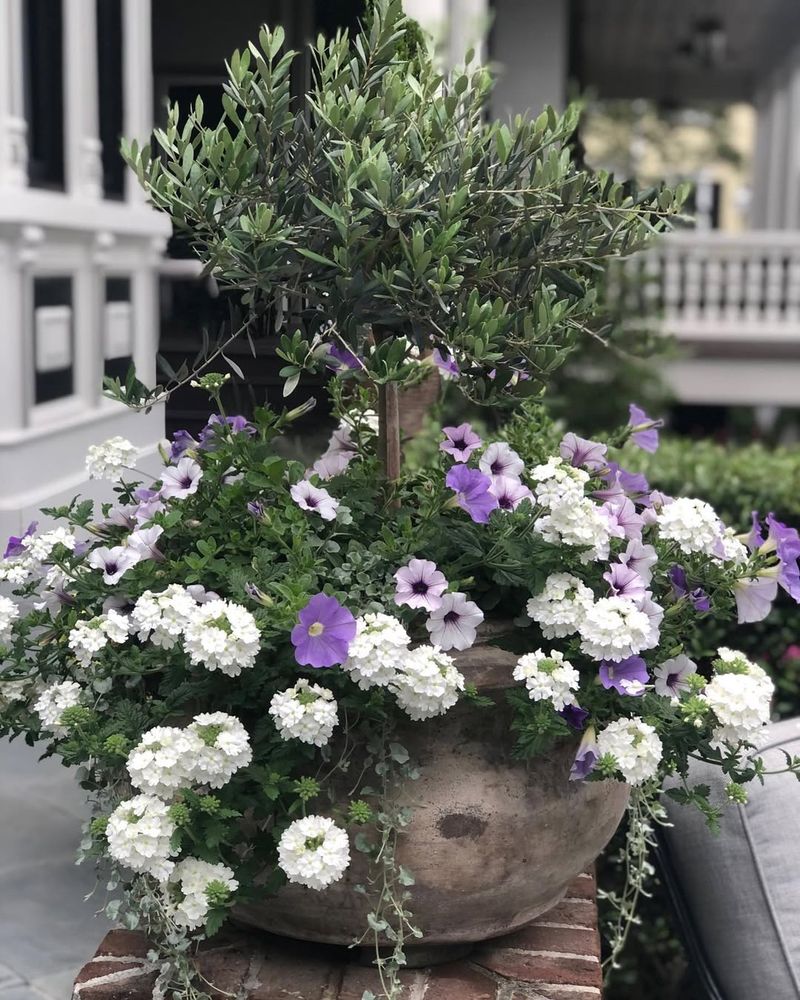 Trailing Verbena Survives Summer Stress In Full Sun