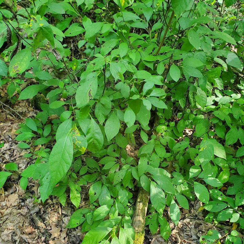 Spicebush Hosts Early Caterpillars
