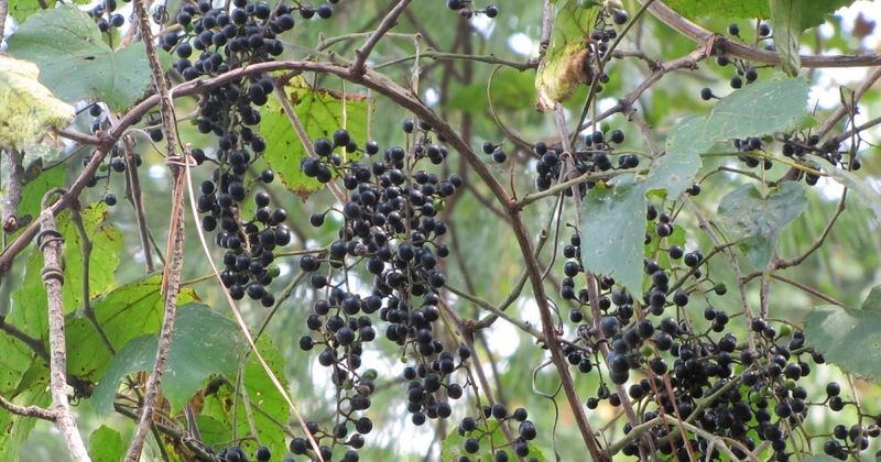 Wild Grape Supplies Lingering Sweetness
