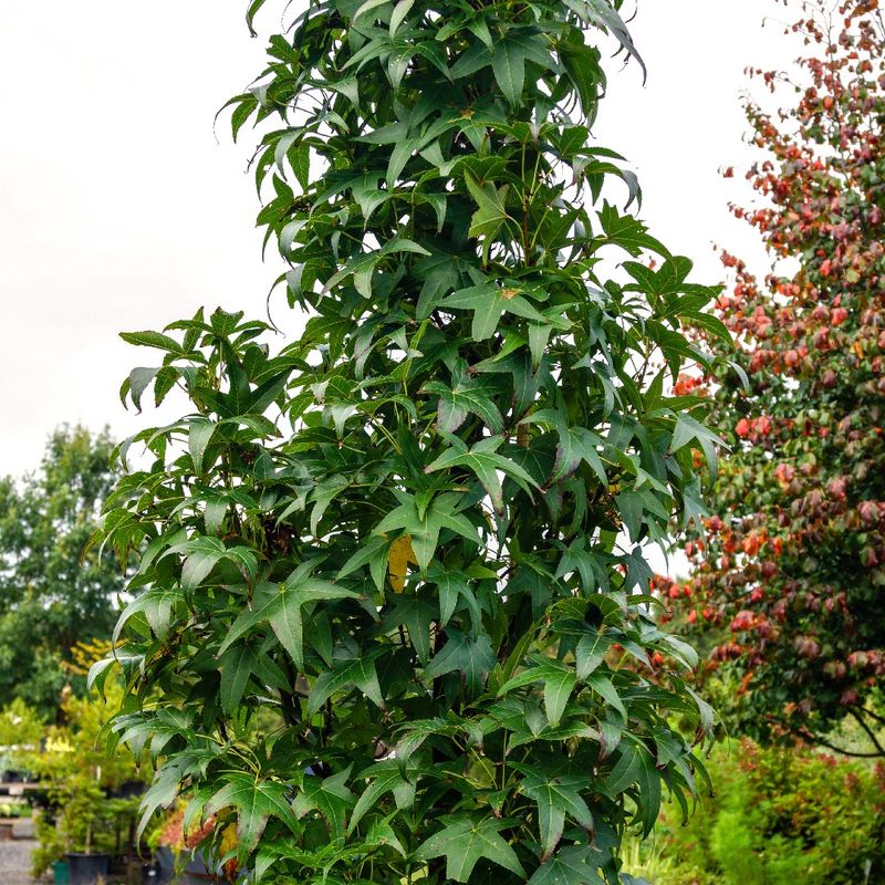 Columnar Sweetgum Maximizes Shade In Tight Spaces