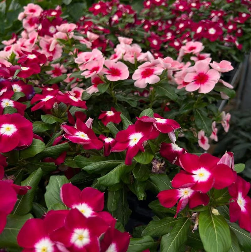 Plant In Well Drained Soil To Prevent Root Problems