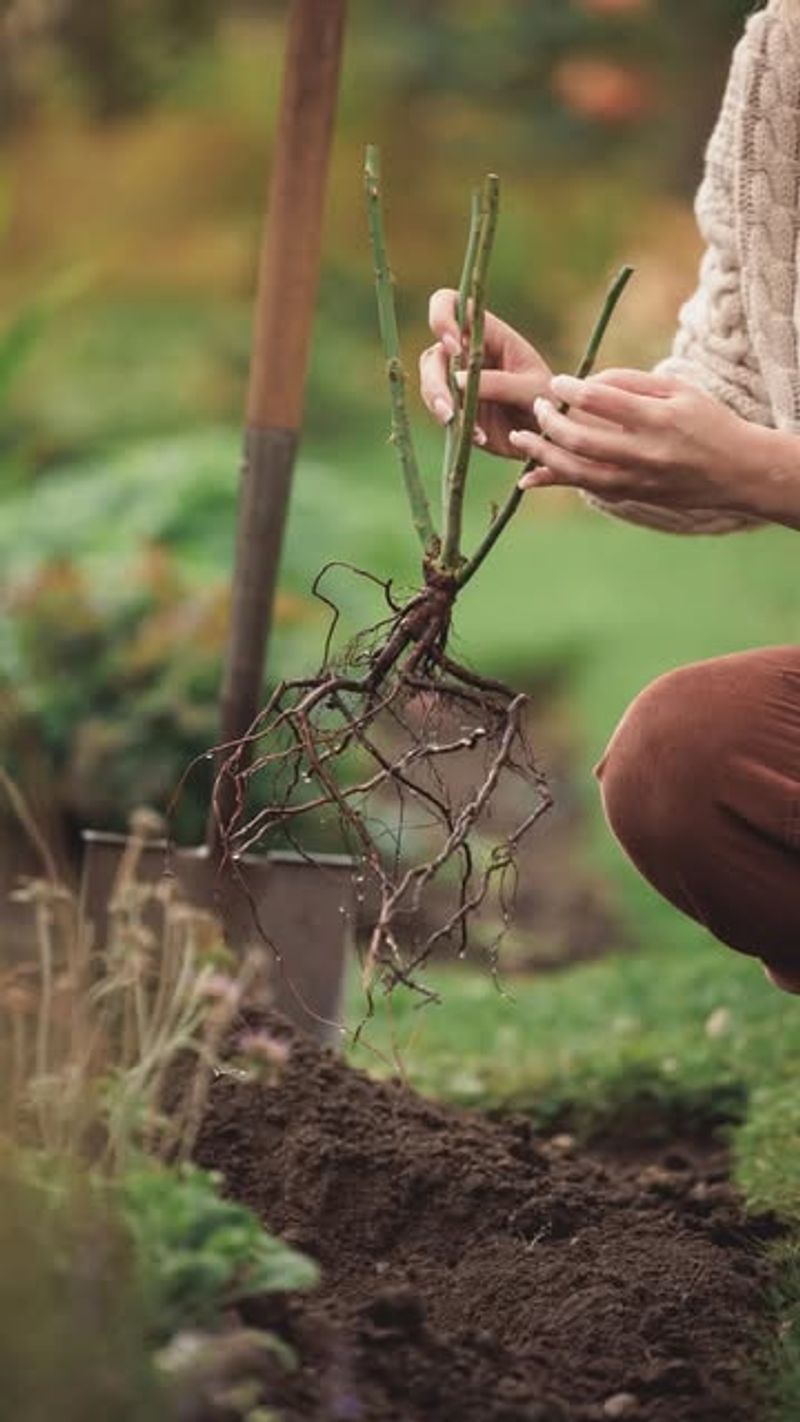 Dig A Wide Hole And Loosen Surrounding Soil For Strong Root Expansion