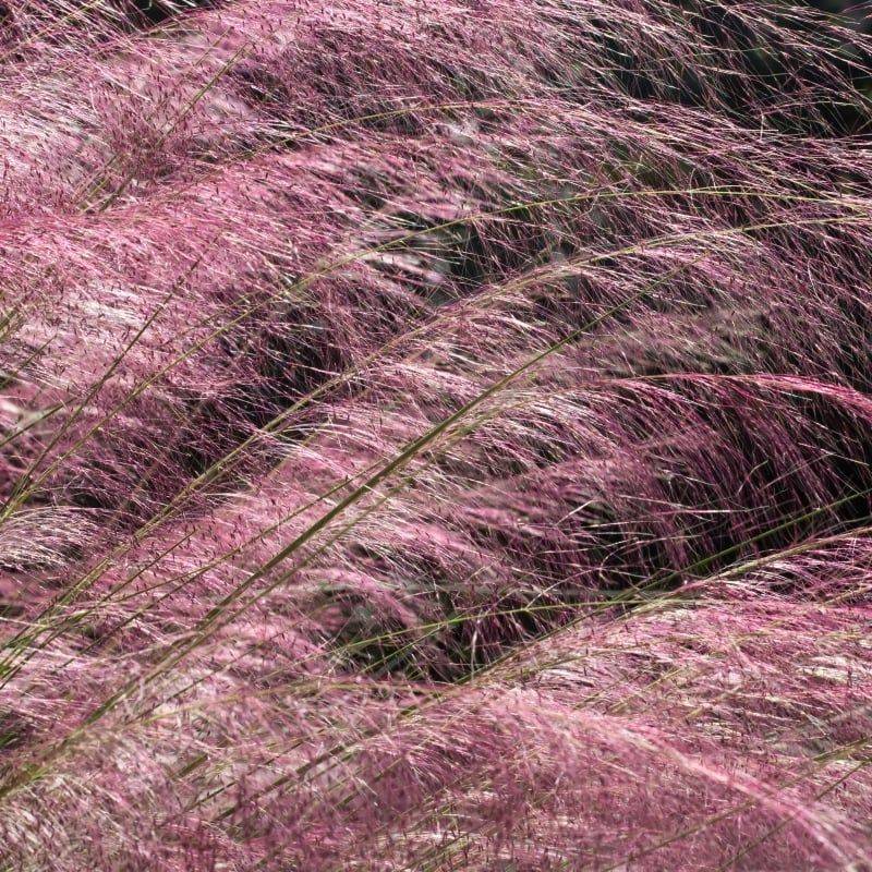 Add Muhly Grass For Ground-Level Refuge