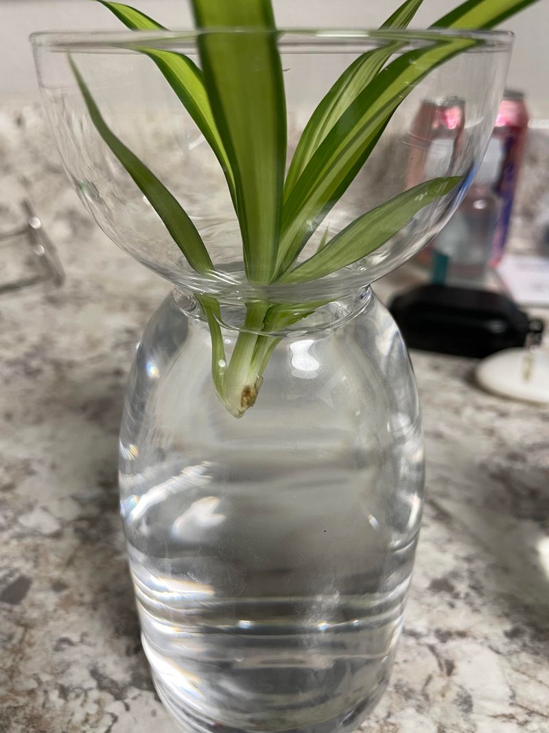 Use Clean Water And Containers