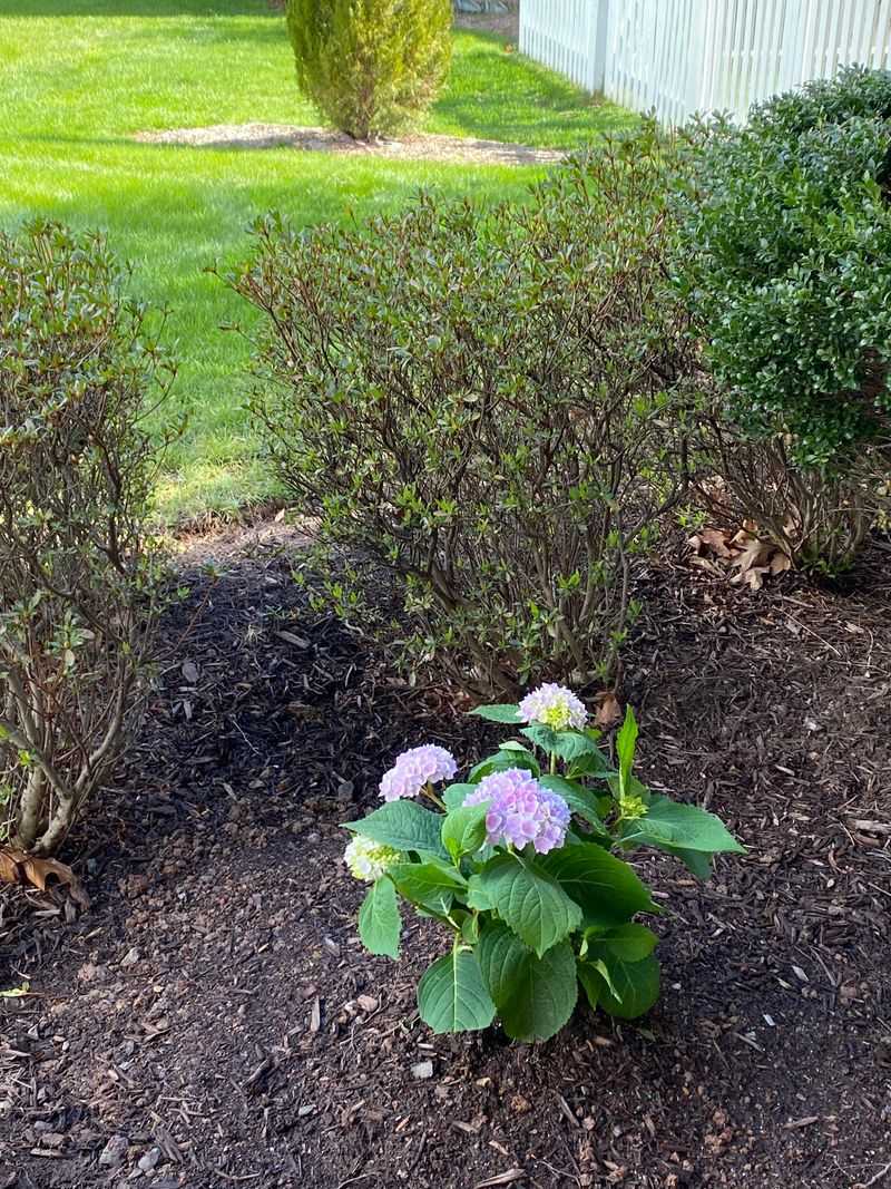 Plant In Morning Sun With Afternoon Shade