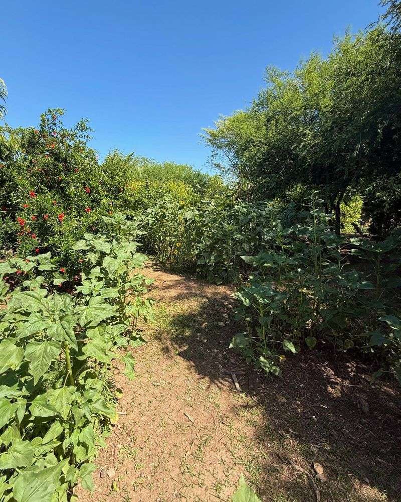 Wait For Soil To Warm Before Direct Sowing Seeds