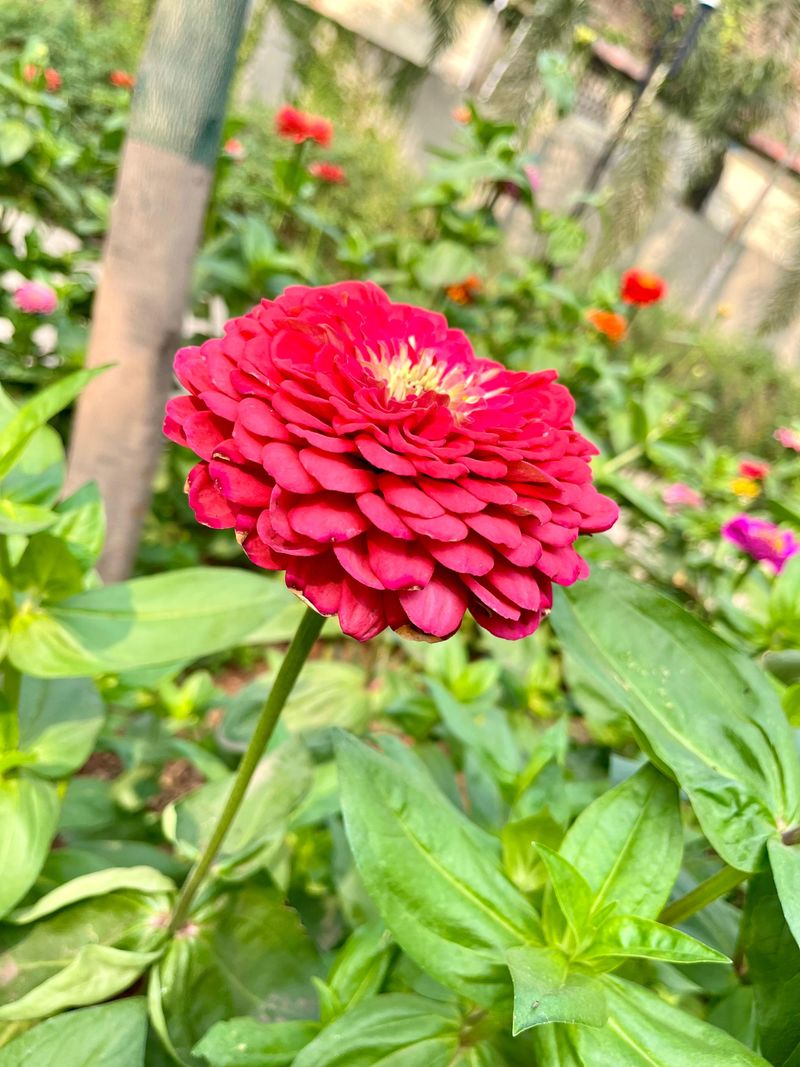 Plant In Full Sun With Morning Exposure
