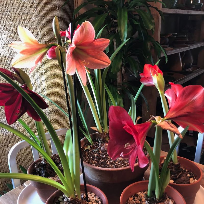 Plant Bulbs In Well-Draining Potting Mix With Proper Depth