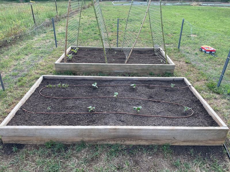 Combine Mulching With Smart Watering For Best Results