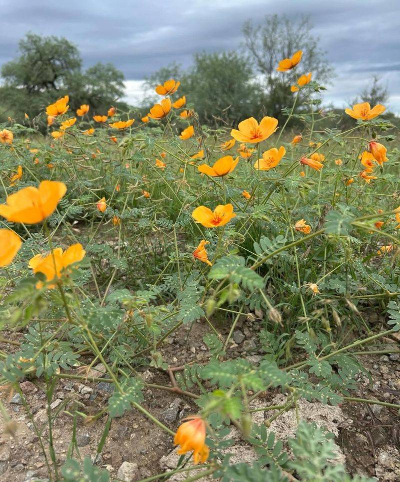Stagger Bloom Times To Provide Ongoing Food
