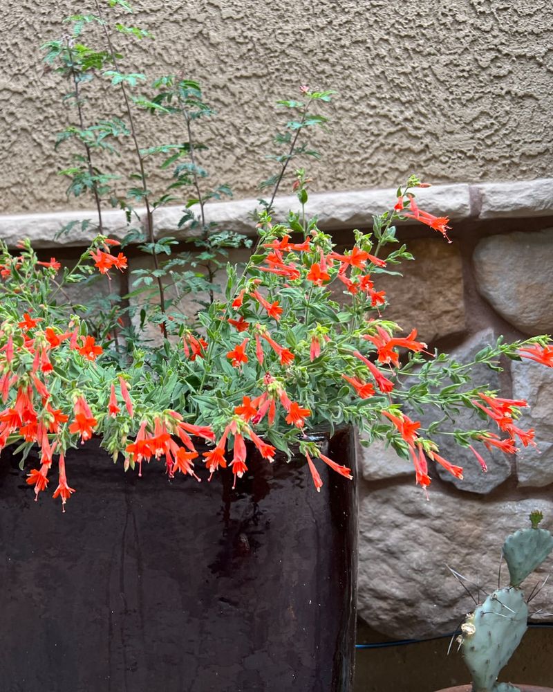 Use A Large Container With Excellent Drainage