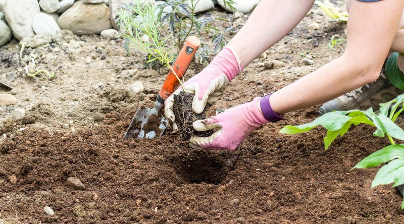 Prepare Garden Beds With Proper Amendments