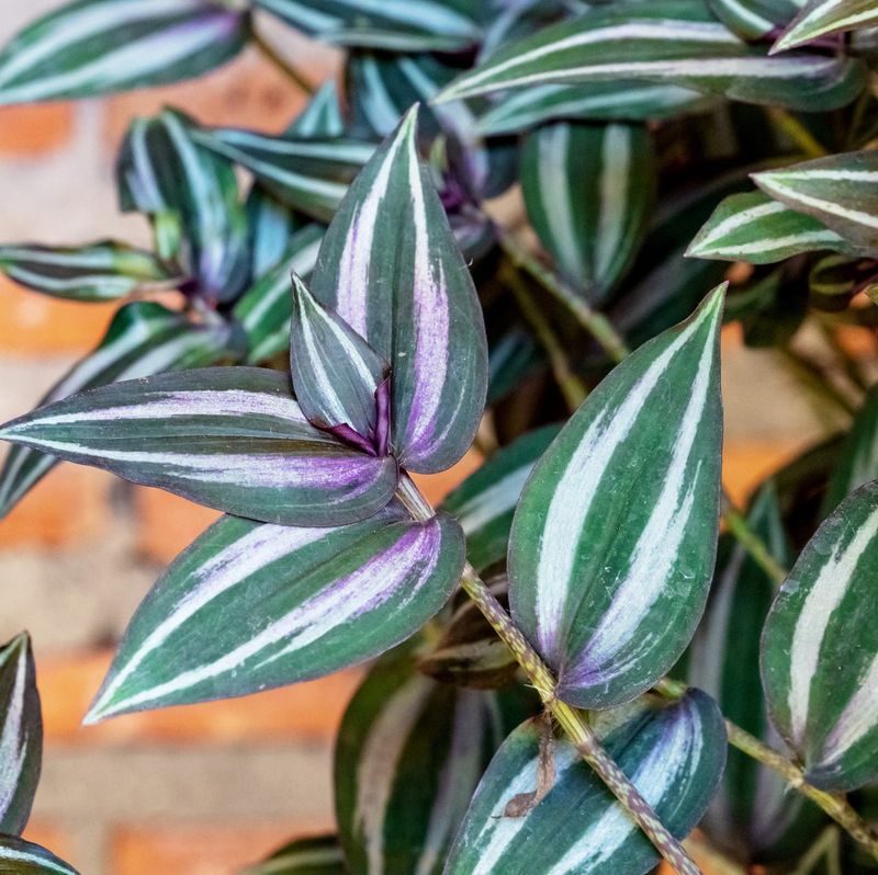 Water Correctly For Texas Climate Conditions