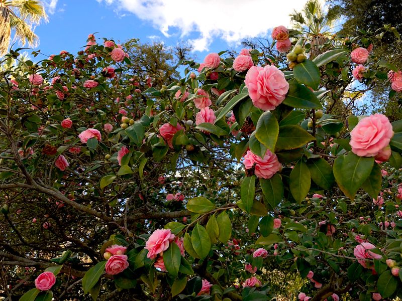 Select An Ideal Planting Location