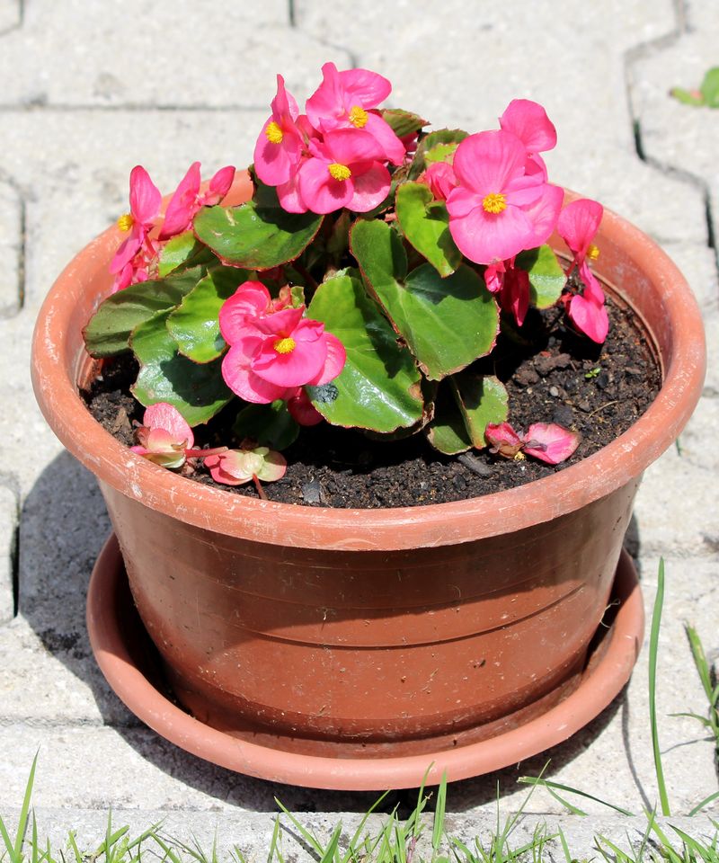 Water Consistently But Avoid Overwatering