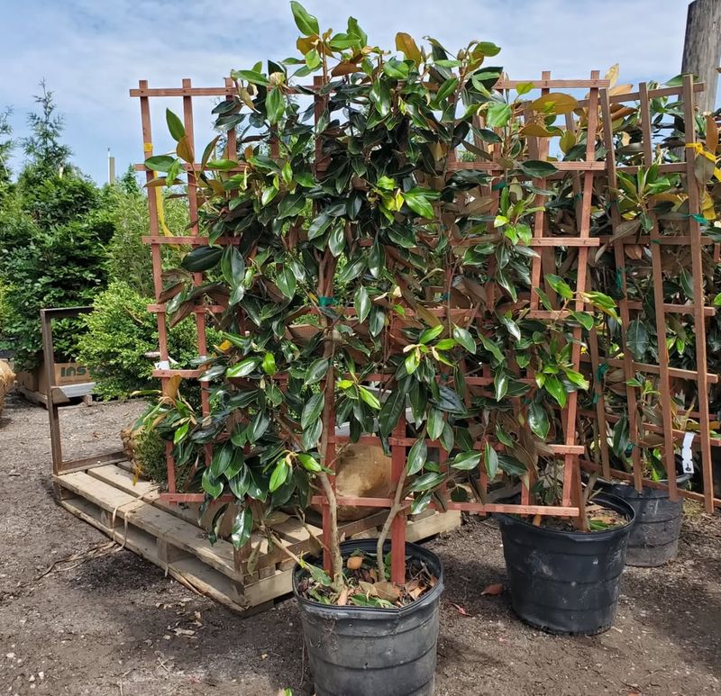 Evergreen Or Deciduous