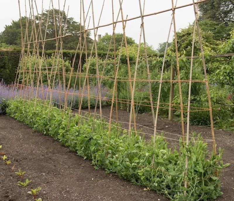 Peas - Light Trellis, Fast Climbers