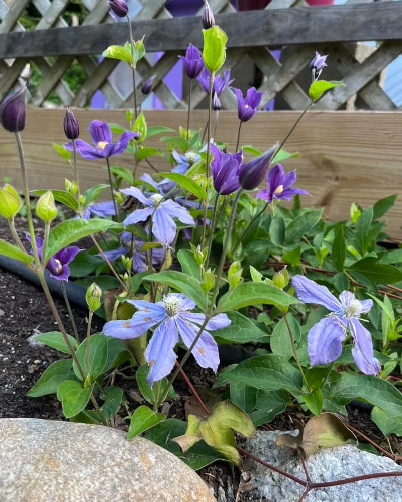 Plant In Well-Drained Soil