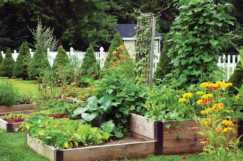 Add Plants That Naturally Repel Garden Pests