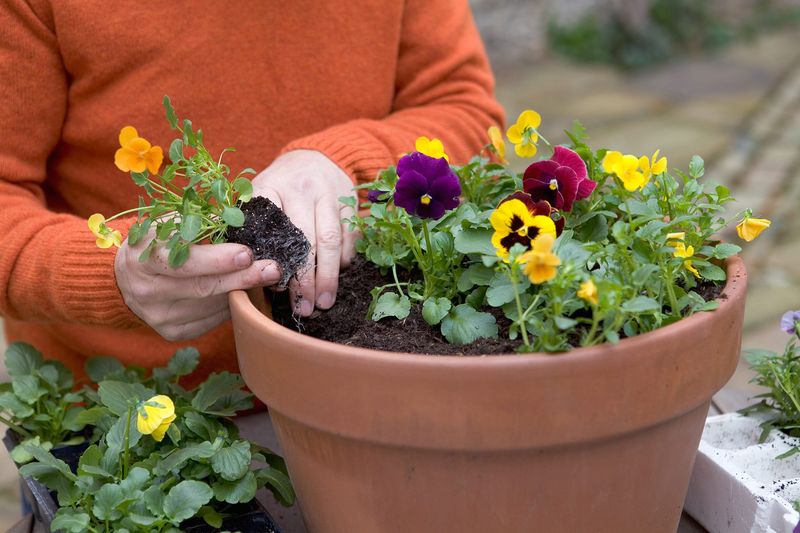 How To Plant Pansies For Strong Growth?