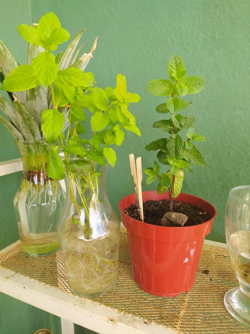 The Simple Cutting Trick That Gets Roots Growing Fast