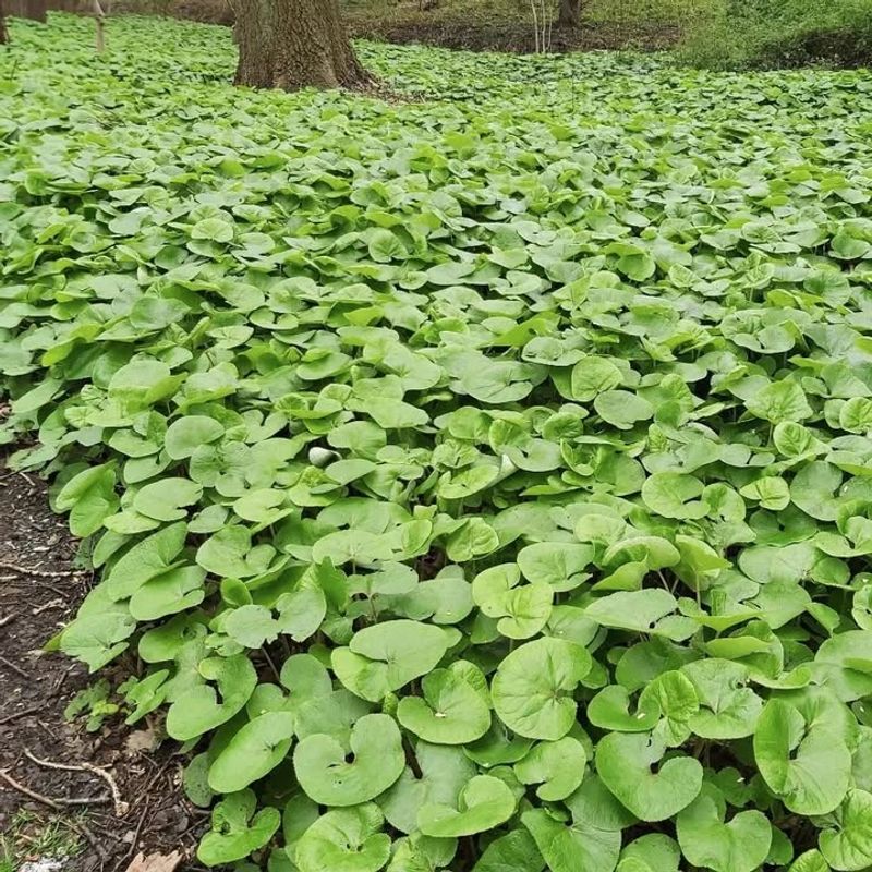 Wild Ginger Thrives In Deep Shade And Rich Soil
