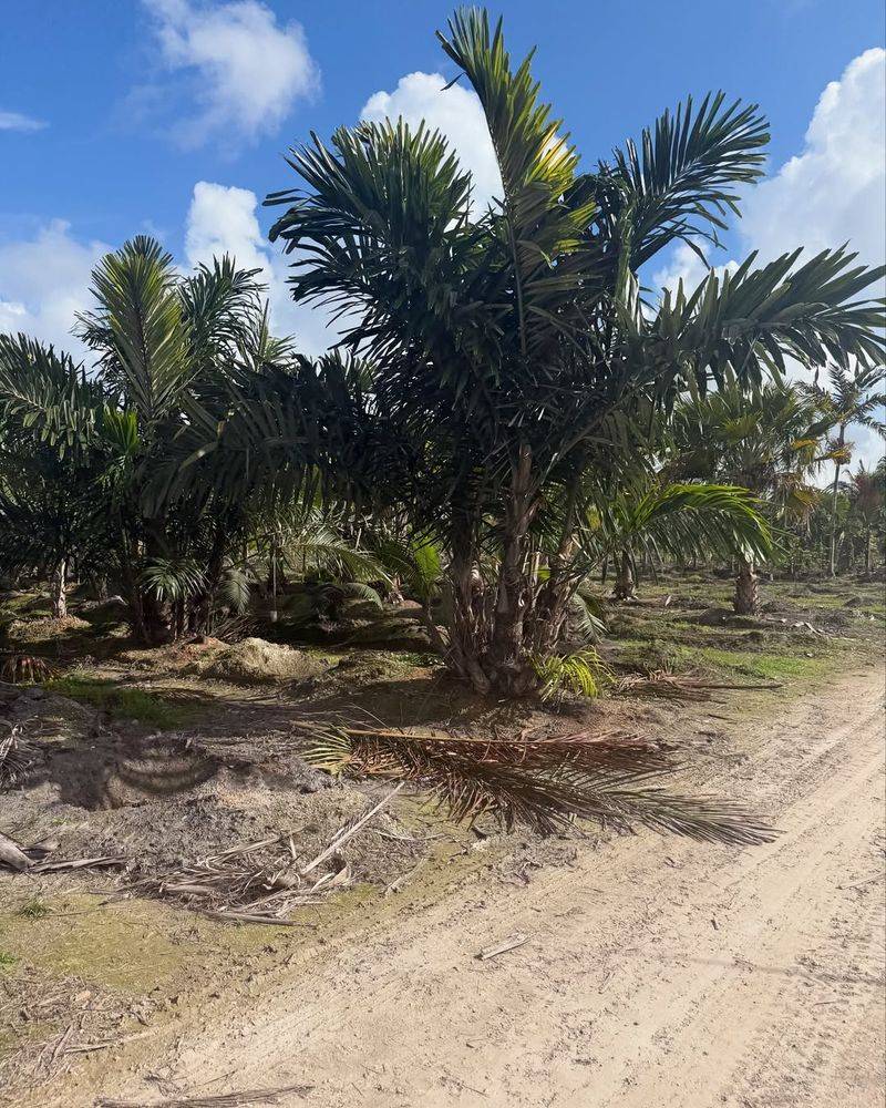 Buccaneer Palm Stands Strong In Coastal Storm Zones