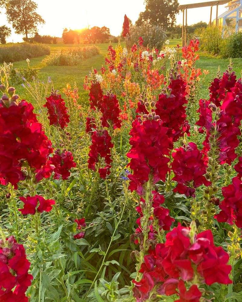 Snapdragons