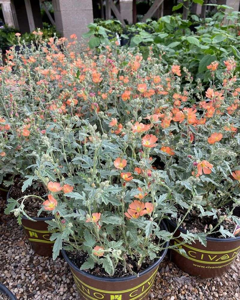 Globe Mallow Brightens Containers With Orange-Red Flowers