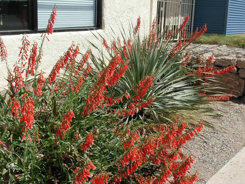 Firecracker Penstemon Handles Heat With Minimal Water