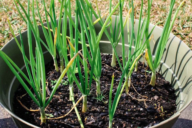 Green Onions Establish Fast In Pots Ahead Of Spring