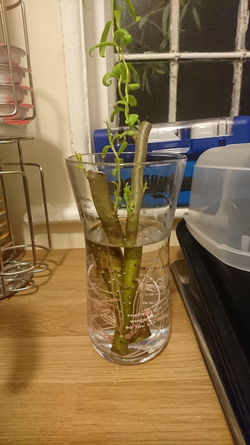 Willow Water Encourages Early Root Growth