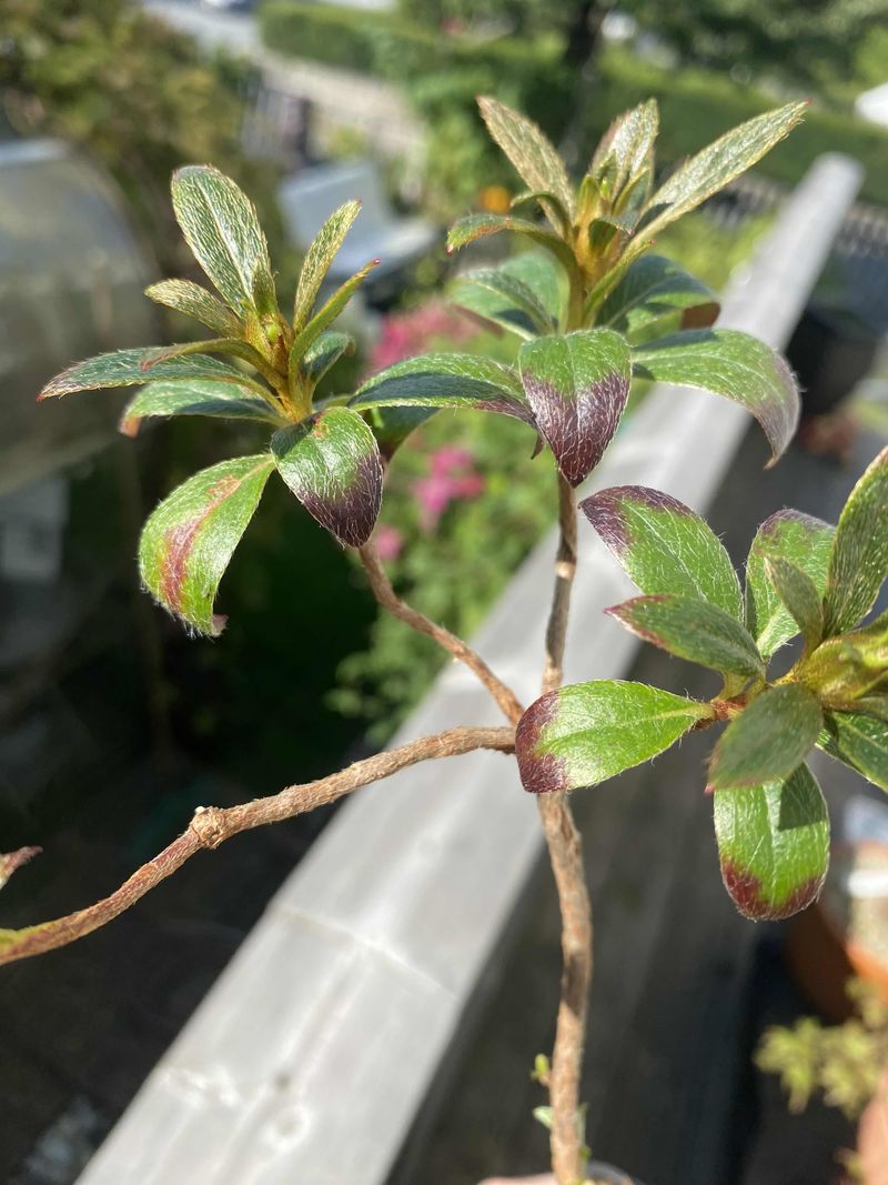 Azaleas And Spring Bloomers Need Their Buds Protected