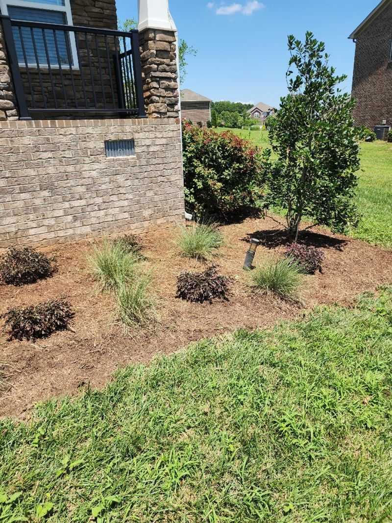 Apply Fresh Mulch To Protect Roots And Suppress Weeds