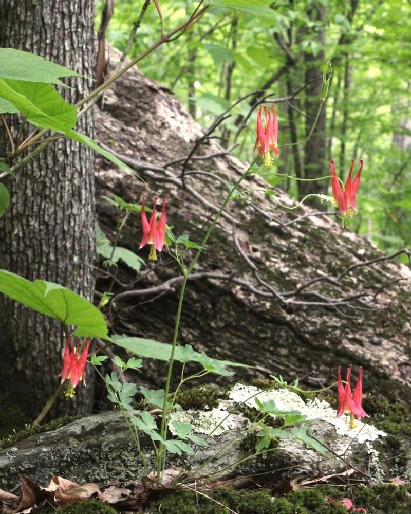 Plant Native Nectar-Producing Flowers