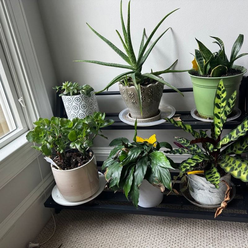 Dust Removal Improves Overall Light Efficiency Indoors