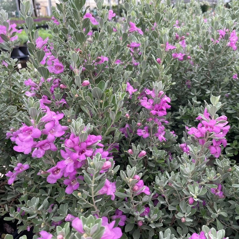 Strong Shape Develops Gradually With Texas Sage