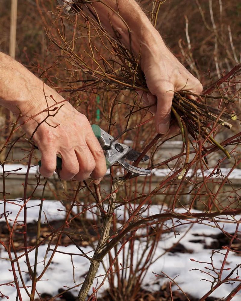 Prune Dormant Trees And Shrubs