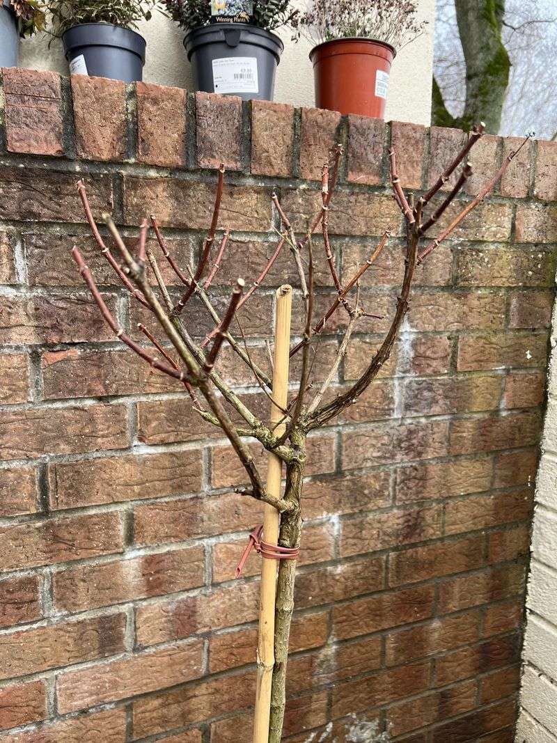 Thinning Now Encourages Better Blooming On Hydrangea Paniculata
