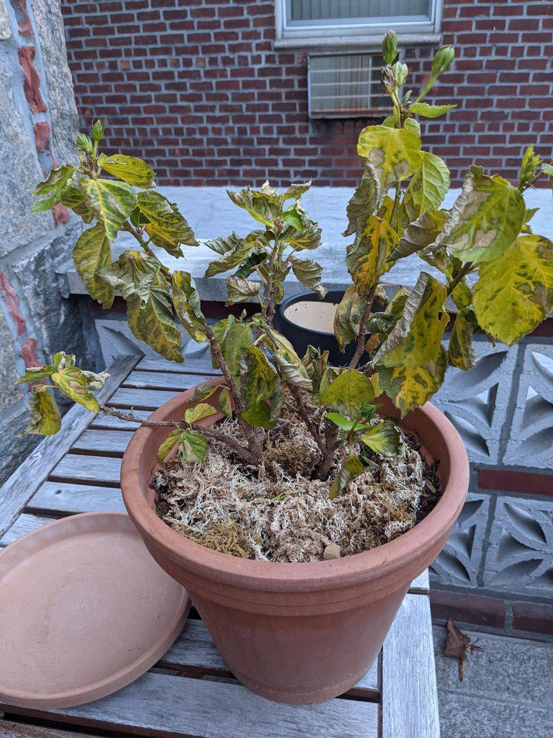 Water Smart After Frost So Roots Recover Faster