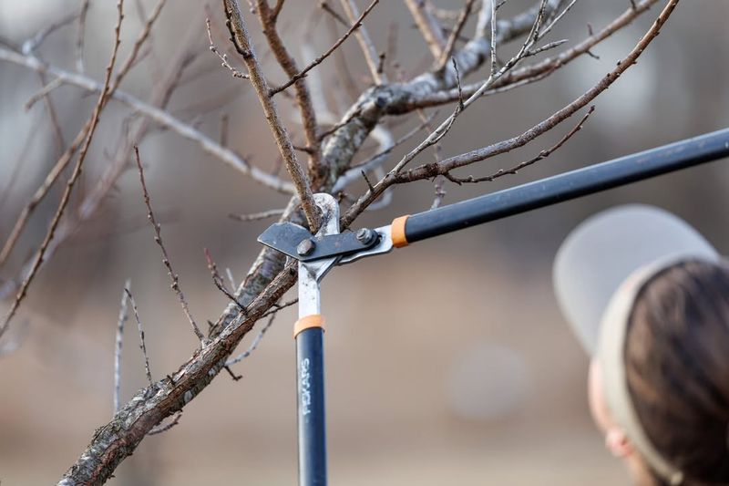 Prune Trees And Shrubs Before New Growth Begins