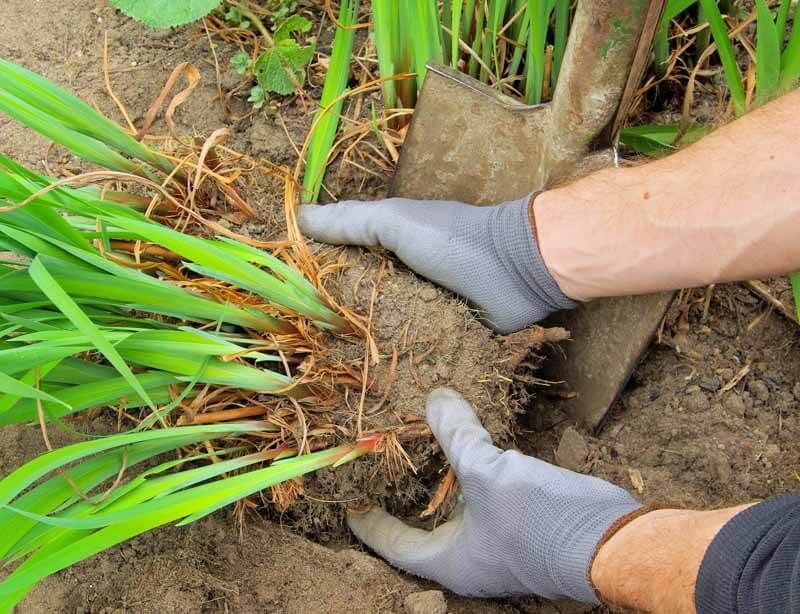 Divide Overgrown Perennials