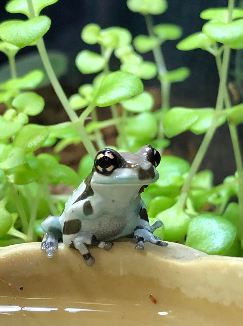 Ground-Level Water Brings In More Than Just Birds