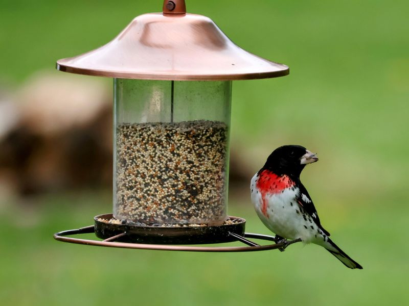 Protect Backyard Birds With One Small Change